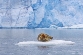 Bearded seal (Erignathus barbatus) resting on ice floe in front of ice wall of glacier along the