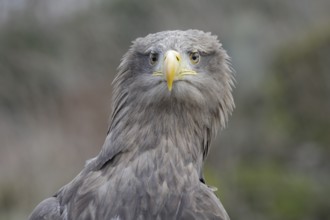 Seeadler; lat. Haliaeetus albicilla; Kopfportrait von vorn; Vogel schaut sehr aufmerksam mit