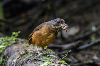 Moustached antpitta (Grallaria alleni), Mindo Forest Reserve, Mindo, Ecuador