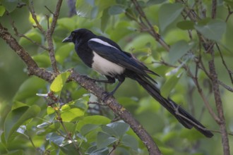 Magpie (Pica pica) sitting on a branch, Stuttgart, Baden-Württemberg, Germany