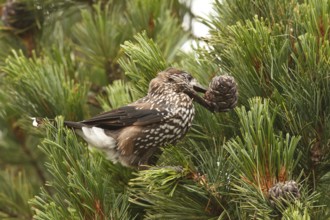 Spotted Nutcracker (Nucifraga caryocatactes) perched in a Swiss pine (Pinus cembra) tree, Bavaria,