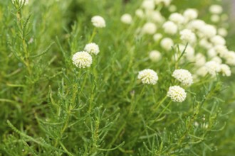 Olive herb (Santolina virens) in bloom in the Drübeck monastery garden, Ilsenburg, Harz,