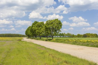 Field path with row of trees near Cavertitz, Saxony, Germany