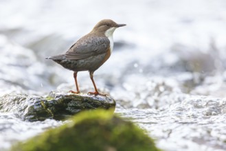 White-throated Dipper, (Cinclus cinclus), foraging at a mountain stream, animals, birds,