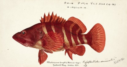 Sawfish, Hypoplectrodes semicinctum, genus of marine ray-finned fish belonging to the family