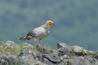 Egyptian vulture, Neophron percnopterus, big bird of prey sitting on stone, rock mountain, nature