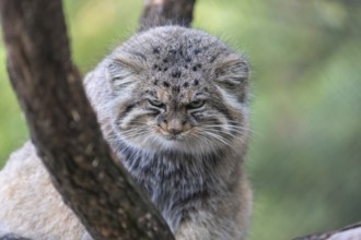 Portrait of a Pallas's cat (Otocolobus manul) or Manul. Near Threatened species on the IUCN Red
