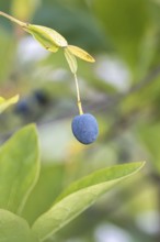 Snowflake bush (Chionanthus virginicus)