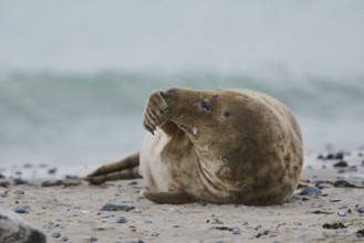 Grey seal (Halichoerus grypus) lying on the beach, Düne, Helgoland, Schleswig-Holstein, Germany