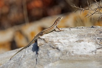Peloponnese wall lizard (Podarcis peloponnesiacus), Peloponnese, Greece