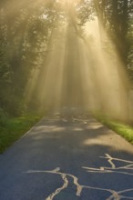 Forest road at sunrise, rays of light break through the trees in a foggy atmosphere, Großheubach,