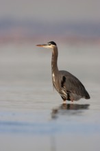Great Blue Heron (Ardea herodias), British Columbia, Canada