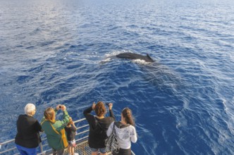 People on boat watching Humpback whale (Megaptera novaeangliae), Hervey Bay, Queensland, Australia