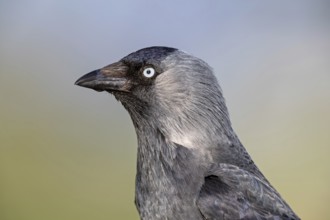 Jackdaw, (Corvus monedula), portrait, rook, family of corvids, raven, Wadi Darbat, Salalah,