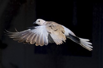 A pigeon flies with spread wings in front of a dark background, Eurasian collared dove