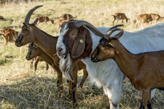 Goats (Capra), Boer goats, goats courting buck with long beard, scent, pasture with dry grass,