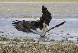 Bald Eagle (Haliaeetus leucocephalus) attacks Great Blue Heron (Ardea herodias), Washington, USA