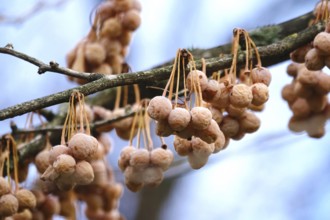 Fruits of a ginkgo tree, winter, Germany