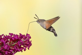 Hummingbird hawk-moth (Macroglossum stellatarum), flying, sucking nectar on flower of