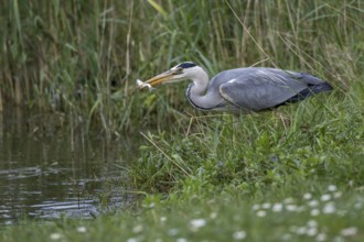 Grey Heron (Ardea cinerea) eating Common bleak (Alburnus alburnus), Mecklenburg-Western Pomerania,