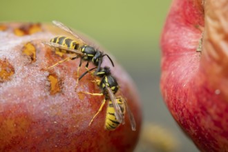 Common wasp (Vespula vulgaris) two adult insects fighting on fallen fruit in a garden in summer,