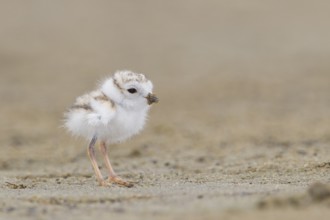 Piping Plover (Charadrius melodus) chick, Massachusetts, USA