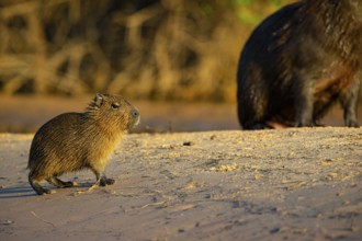 Capybara (Hydrochaeris hydrochaeris) Pantanal Brazil