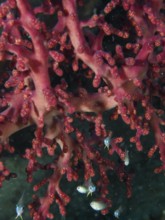 Close-up of a red coral, Godeffroy's soft coral (Siphonogorgia godeffroyi), with small fish, dive
