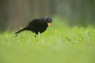 European blackbird (Turdus merula) adult male bird with food in its beak on a garden lawn, England,