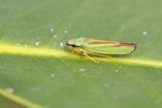 Rhododendron cicada (Graphocephala fennahi) sitting on a leaf of a rhododendron (Rhododendron),