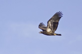 Bald Eagle (Haliaeetus leucocephalus), British Columbia, Canada