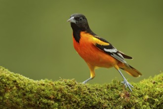 Baltimore Oriole, Icterus galbula, sitting on the green moss branch. Tropic bird in the nature