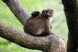 Red-bellied lemur (Eulemur rubriventer), adult, female, on tree trunk, alert, Madagascar