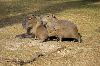 Capybara (Hydrochoerus hydrochaeris), capybara, adult, female, mother, young, on land, group,