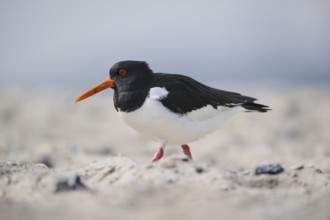Eurasian oystercatcher (Haematopus ostralegus) on the beach, Düne, Helgoland, Schleswig-Holstein,