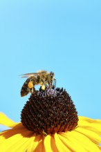 European honey bee (Apis mellifera), collecting nectar from a yellow coneflower (Echinacea