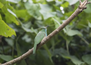 Bluebearded Bee Eater (Nyctyornis athertoni), Kaeng Krachan National Park, Thailand