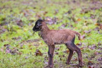 A Cameroon or Cameroon Dwarf sheep lamb, Ovis gmelini aries, standing in a forest