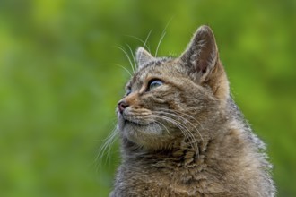 European wildcat, wild cat (Felis silvestris silvestris) close-up portrait of head
