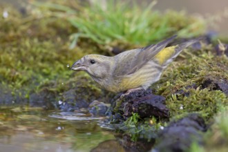 Common crossbill (Loxia curvirostra) adult female bird drinking at a woodland water pool, England,