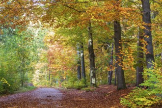 Forest path in the Tharandt Forest in autumn, near Grillenburg, Saxony, Germany