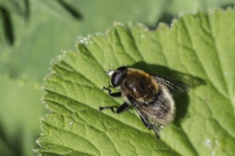 Bumblebee hoverfly (Volucella bombylans), Emsland, Lower Saxony, Germany