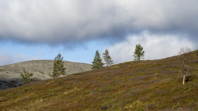 Autumn landscape, Pallas-Yllästunturi National Park, Lapland, Finland