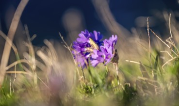 Clusius Primula (Primula clusiana), Hohen Tauern, Austria