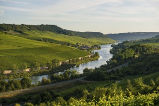 River and vineyards, border to Lichtenstein, Wincheringen, near Trier, Rhineland-Palatinate,