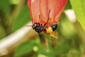 Close-up of a hornet on a red flower with a blurred green background, The Southern Giant Hornet