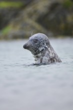 Grey seal (Halichoerus grypus) looking out of the water while swimming in the sea, Düne, Helgoland,