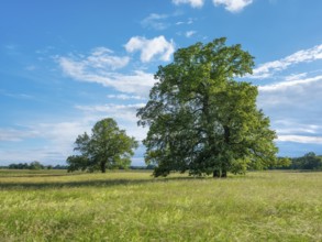 Meadow with solitary oaks in the Elbe floodplains near Dessau, Dessau-Wörlitz Garden Kingdom,