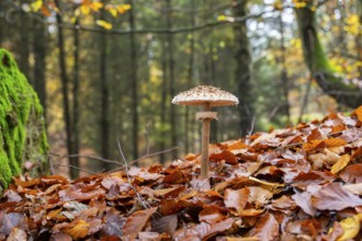 Parasol mushroom (Macrolepiota procera) mushroom in a forest in autumn, Bavaria, Germany