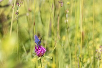 Mazarine blue (Cyaniris semiargus) butterfly foraging for nectar on a Red clover (Trifolium
